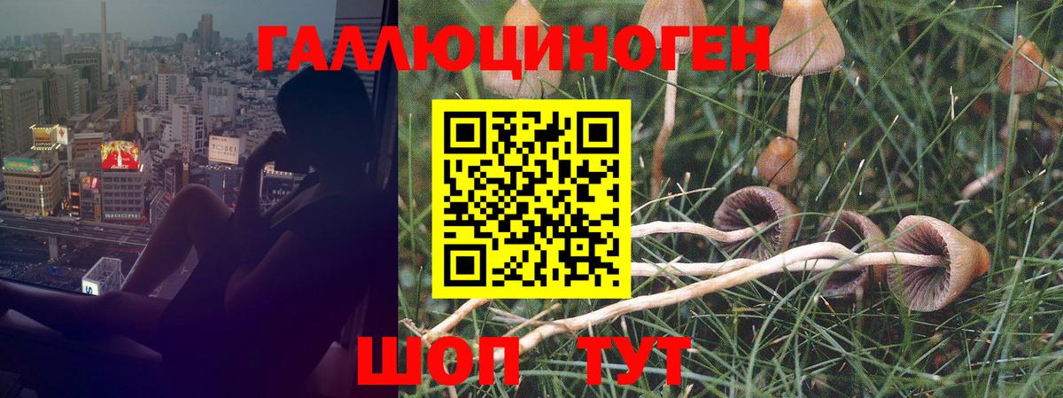 Галлюциногенные грибы GOLDEN TEACHER  Псилоцибиновые грибы мухоморы  Вход с VPN  Москва 